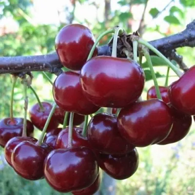 Вишня НОРД СТАР  Вишня НОРД СТАР в Одинцове