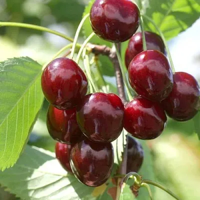 Черешня ОВСТУЖЕНКА в Одинцове