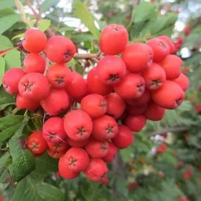 Рябина НЕВЕЖИНСКАЯ сладкоплодная в Одинцове