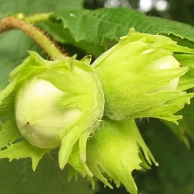 Фундук КАТАЛОНСКИЙ  Фундук КАТАЛОНСКИЙ в Одинцове