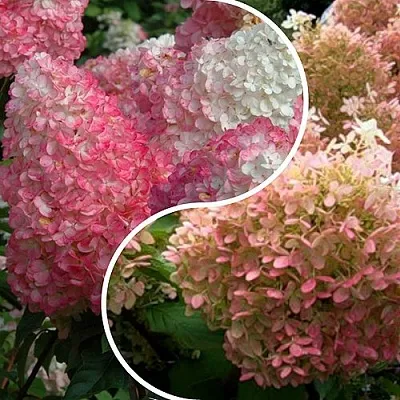 Комплект МАЛИНОВЫЙ ЗАКАТ в Одинцове