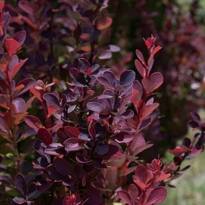 Барбарис ХЕЛМОНД ПИЛЛАР тунберга в Одинцове