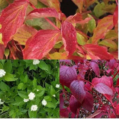 Комплект СЕВЕРНОЕ СИЯНИЕ в Одинцове