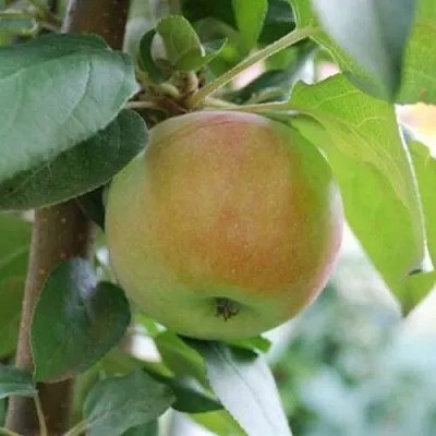 Яблоня ПОДСНЕЖНИК стелющаяся  Яблоня ПОДСНЕЖНИК стелющаяся в Одинцове