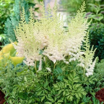 Астильба МИЛК ЭНД ХАНИ китайская  Астильба МИЛК ЭНД ХАНИ китайская в Одинцове