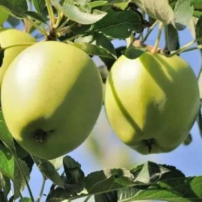 Яблоня САХАРНАЯ  Яблоня САХАРНАЯ в Одинцове