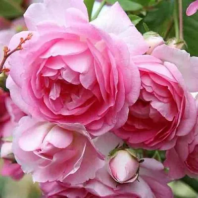 Саженцы роз ЖАСМИНА плетистая  Саженцы роз ЖАСМИНА плетистая в Одинцове