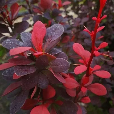 Барбарис РЕД ПИЛЛАР тунберга в Одинцове