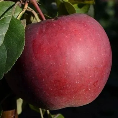 Яблоня БЕЛОРУССКОЕ СЛАДКОЕ  Яблоня БЕЛОРУССКОЕ СЛАДКОЕ в Одинцове