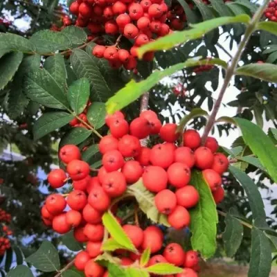 Рябина НЕВЕЖИНСКАЯ сладкоплодная в Одинцове