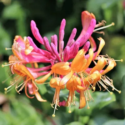 Жимолость ГЕКРОТА в Одинцове