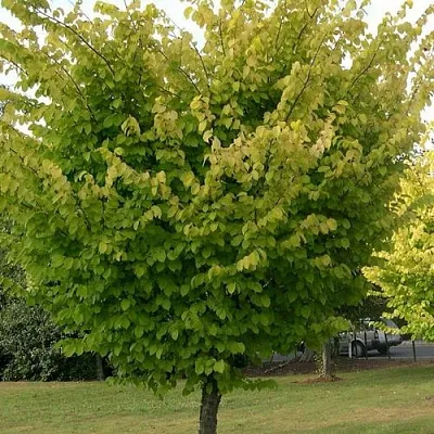 Вяз обыкновенный  Вяз обыкновенный в Одинцове