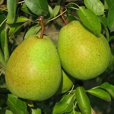 Груша НАЙТ-ВЕРТ колонновидная  Груша НАЙТ-ВЕРТ колонновидная в Одинцове