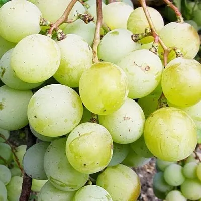 Виноград КЕША МУСКАТ  Виноград КЕША МУСКАТ в Одинцове