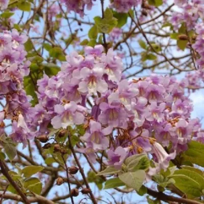 Павлония ПАО ТОГН Z07 в Одинцове