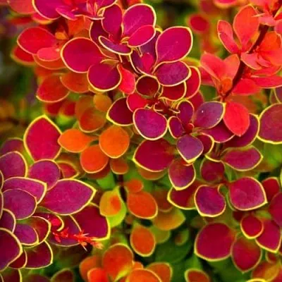 Барбарис ОРАНЖ САНРАЙЗ тунберга в Одинцове