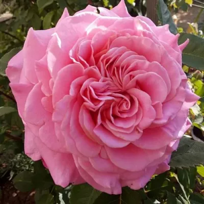 Саженцы роз ЭШЛИ чайно-гибридная — описание сорта Саженцы роз ЭШЛИ чайно-гибридная в Одинцове