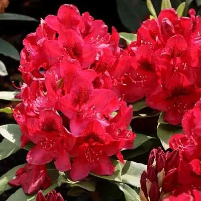 Рододендрон МАТАДОР  Рододендрон МАТАДОР в Одинцове