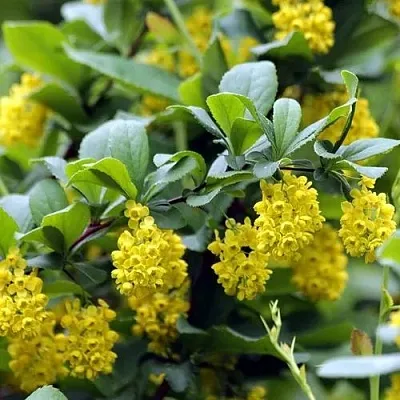 Барбарис корейский  Барбарис корейский в Одинцове