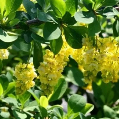 Барбарис ИНДИАН САММЕР   Барбарис ИНДИАН САММЕР  в Одинцове