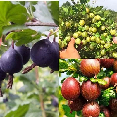 Комплект КРЫЖОВНИК MIX в Одинцове