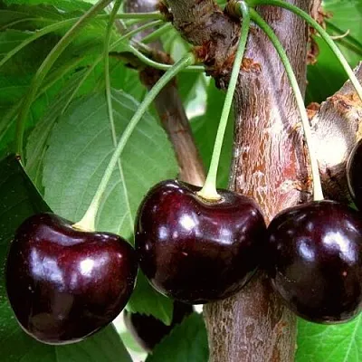 Черешня ДОНЕЦКИЙ УГОЛЁК в Одинцове