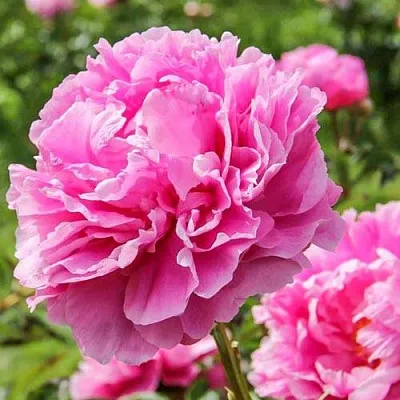 Пион АЛЕКСАНДР ФЛЕМИНГ травянистый  Пион АЛЕКСАНДР ФЛЕМИНГ травянистый в Одинцове