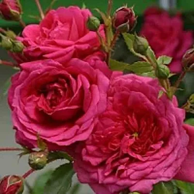 Саженцы роз ЛАГУНА плетистая  Саженцы роз ЛАГУНА плетистая в Одинцове