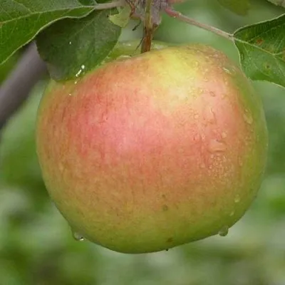 Яблоня БРЯНСКОЕ ЗОЛОТИСТОЕ  Яблоня БРЯНСКОЕ ЗОЛОТИСТОЕ в Одинцове