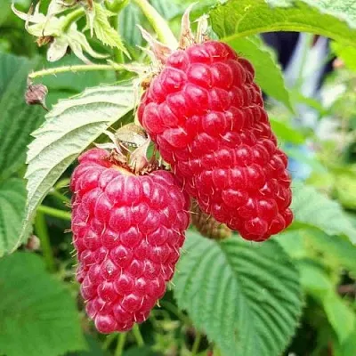 Малина ПШЕХИБА  Малина ПШЕХИБА в Одинцове