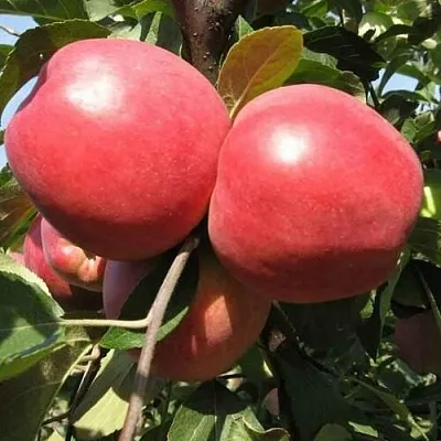 Яблоня ЗАСЛАВСКОЕ  Яблоня ЗАСЛАВСКОЕ в Одинцове