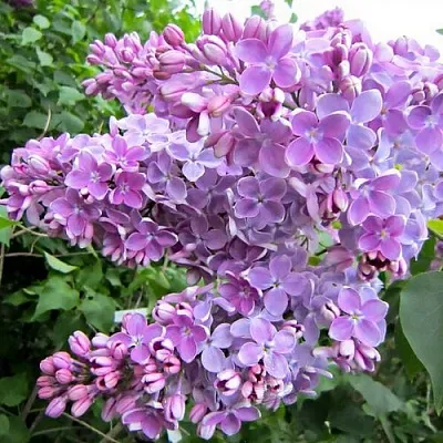 Сирень ОЛЯ  Сирень ОЛЯ в Одинцове