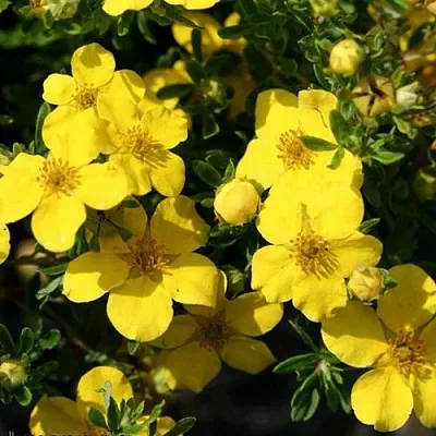 Лапчатка ХАКМАНС ГИГАНТ кустарниковая в Одинцове