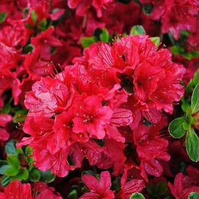 Азалия ХИНО КРИМСОН японская в Одинцове