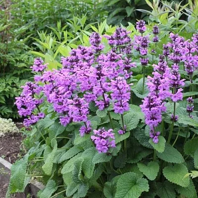 Буквица крупноцветковая  Буквица крупноцветковая в Одинцове