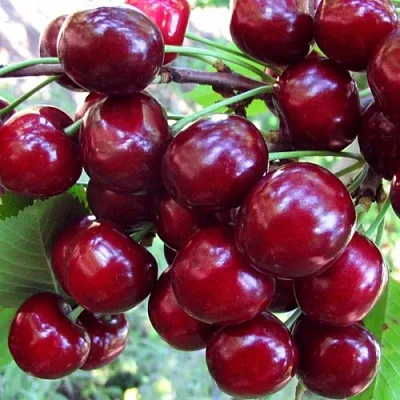 Вишня ЖУКОВСКАЯ  Вишня ЖУКОВСКАЯ в Одинцове