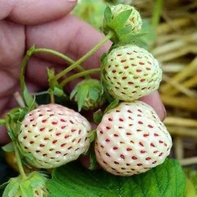 Клубника АНАНАСА ремонтантная — описание сорта Клубника АНАНАСА ремонтантная в Одинцове