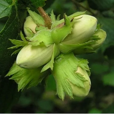 Фундук ТАМБОВСКИЙ ПОЗДНИЙ  Фундук ТАМБОВСКИЙ ПОЗДНИЙ в Одинцове