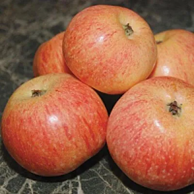 Яблоня КОНФЕТНОЕ  Яблоня КОНФЕТНОЕ в Одинцове