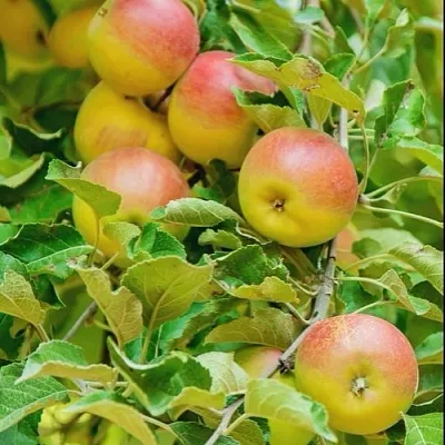 Яблоня ПАМЯТЬ БЛЫНСКОГО колонновидная в Одинцове