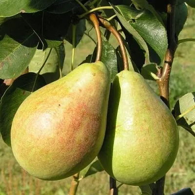 Груша ДУХМЯНАЯ  Груша ДУХМЯНАЯ в Одинцове
