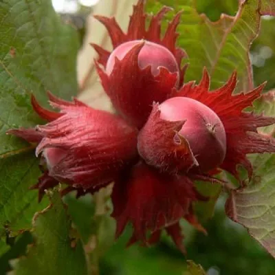 Фундук МОСКОВСКИЙ РУБИН  Фундук МОСКОВСКИЙ РУБИН в Одинцове