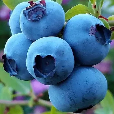 Голубика  Голубика в Одинцове