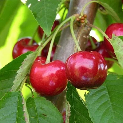 Черешня 15-26-5 в Одинцове