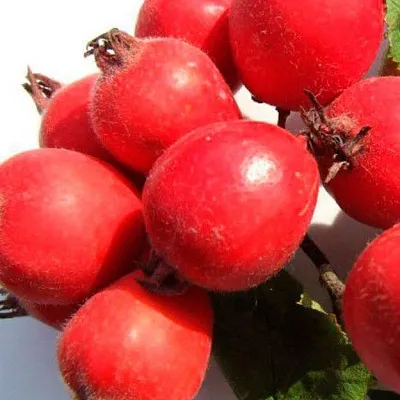 Боярышник  Боярышник в Одинцове