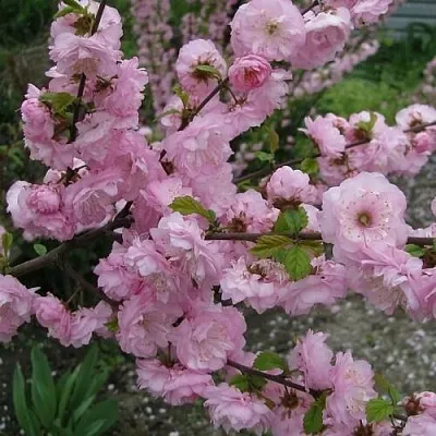 Миндаль ТРЁХЛОПАСТНЫЙ (луизеания)  Миндаль ТРЁХЛОПАСТНЫЙ (луизеания) в Одинцове