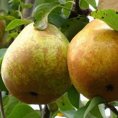 Груша БЕЛОРУСКА  Груша БЕЛОРУСКА в Одинцове