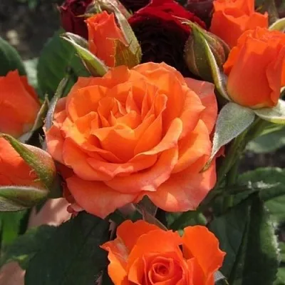 Саженцы роз АЛЕГРИЯ спрей  Саженцы роз АЛЕГРИЯ спрей в Одинцове