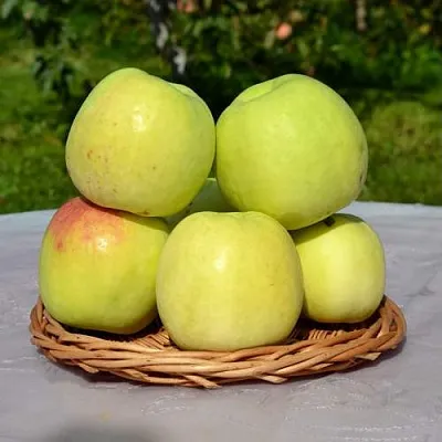 Яблоня БИРСКОЕ ГРУШЕВОЕ (БИЧИК) в Одинцове
