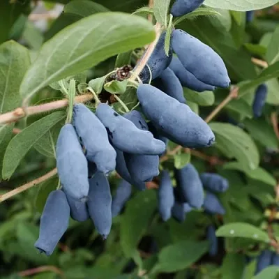 Жимолость съедобная ТОМИ японская  Жимолость съедобная ТОМИ японская в Одинцове